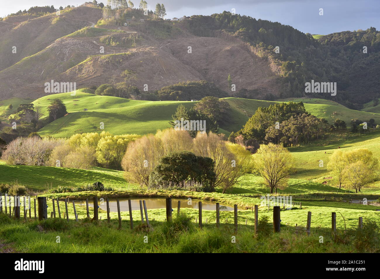 Terreni agricoli con fresco verde erba con pulizia delle colline della foresta in background in Mahurangi West vicino a Auckland in Nuova Zelanda. Foto Stock