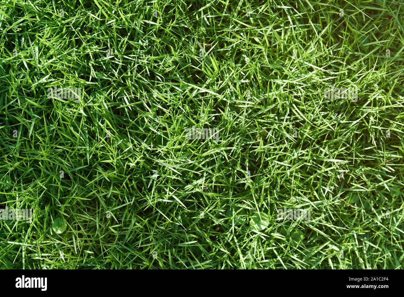 La molla giovani erba verde sullo sfondo vista ravvicinata Foto Stock