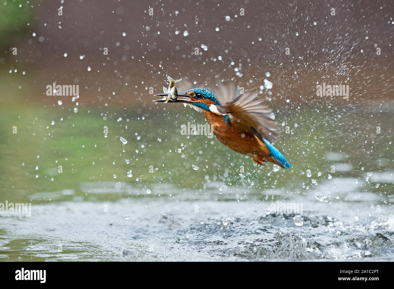 Comune di Martin Pescatore Alcedo atthis immersioni subacquee per pesci Worcestershire Foto Stock