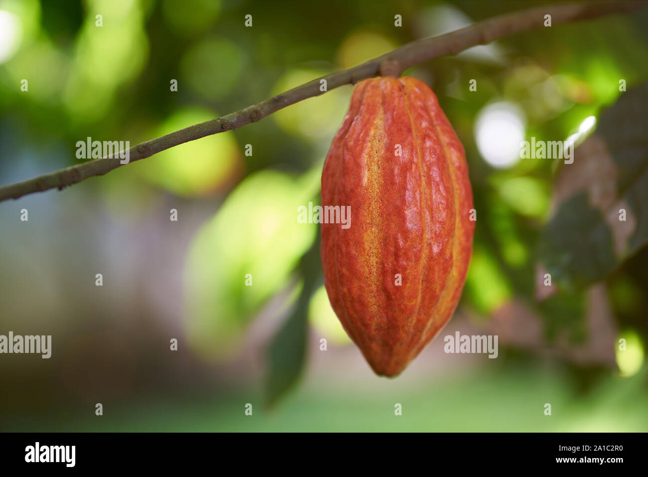 Colorata una cialda di cacao sul ramo di albero vista ravvicinata Foto Stock