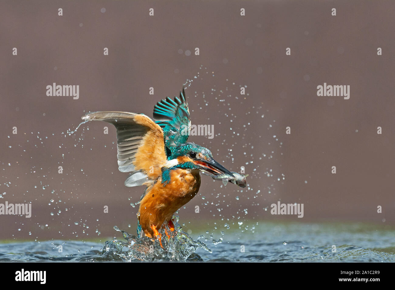 Comune di Martin Pescatore Alcedo atthis immersioni subacquee per pesci Worcestershire Foto Stock