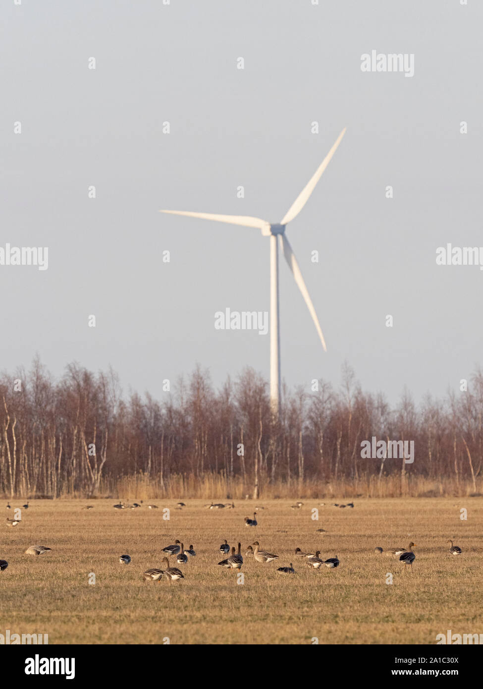 La Taiga Bean Goose (Anser fabalis fabalis) Liminka, Finlandia , aprile , turbina eolica in background. Foto Stock