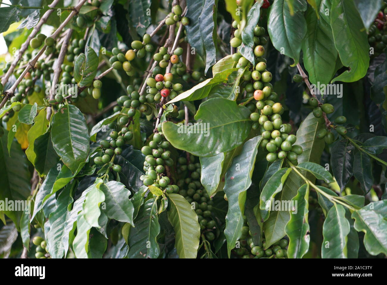 Ciliegie di caffè Kona maturate sulla vite. Il Kona Coffee è un caffè di fama mondiale che viene coltivato esclusivamente sulla Big Island. Foto Stock