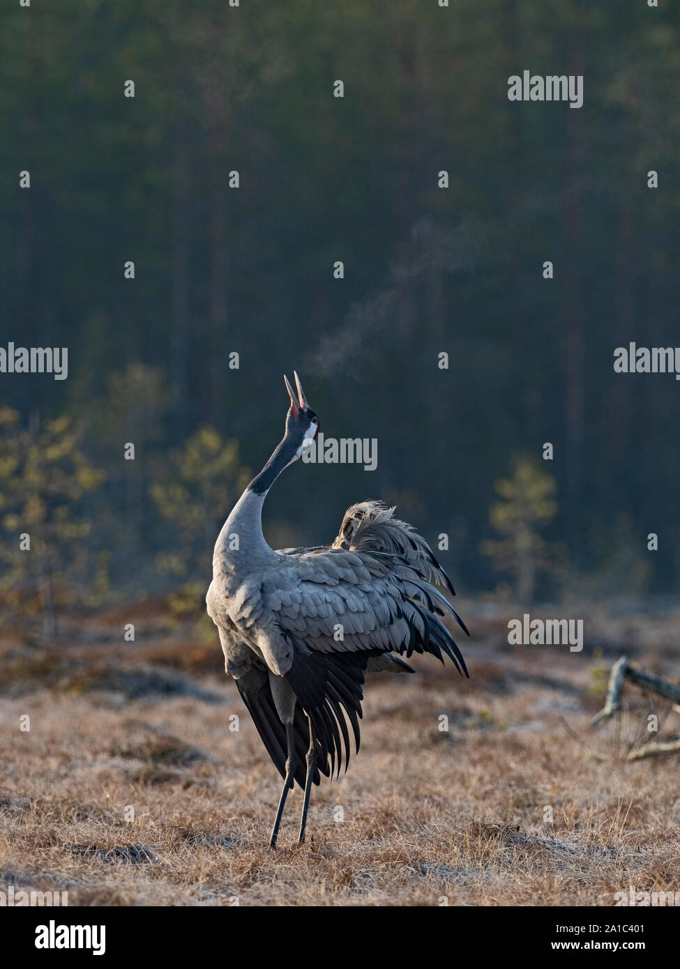 Gru comune grus grus maschio chiamando al sito di riproduzione sul bog vicino a Oulu FINLANDIA Aprile Foto Stock