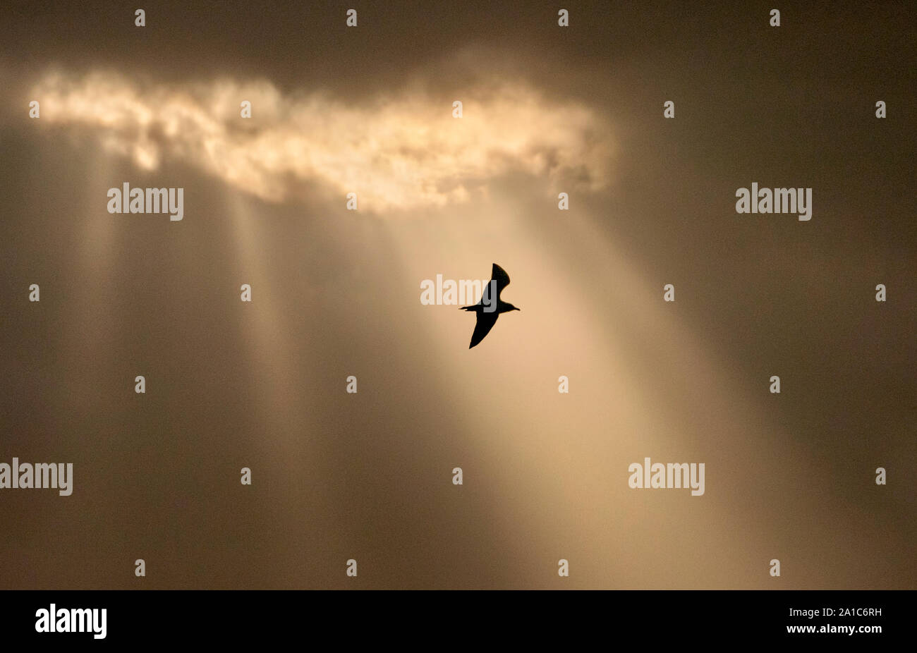 Gull battenti da solo Foto Stock