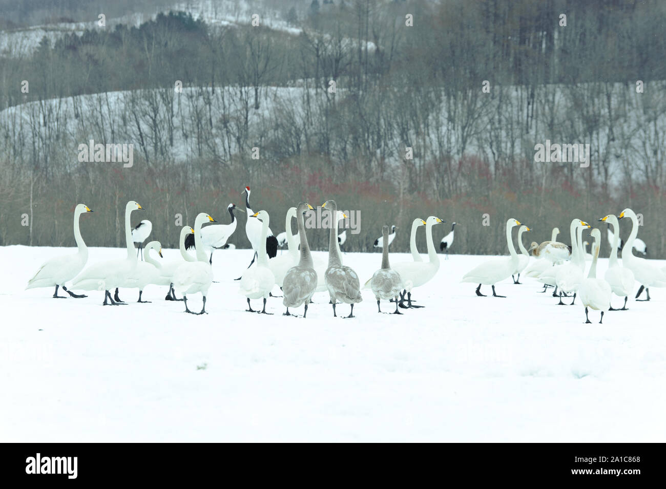 Whooper cigni in Kushiro Parco Nazionale Foto Stock