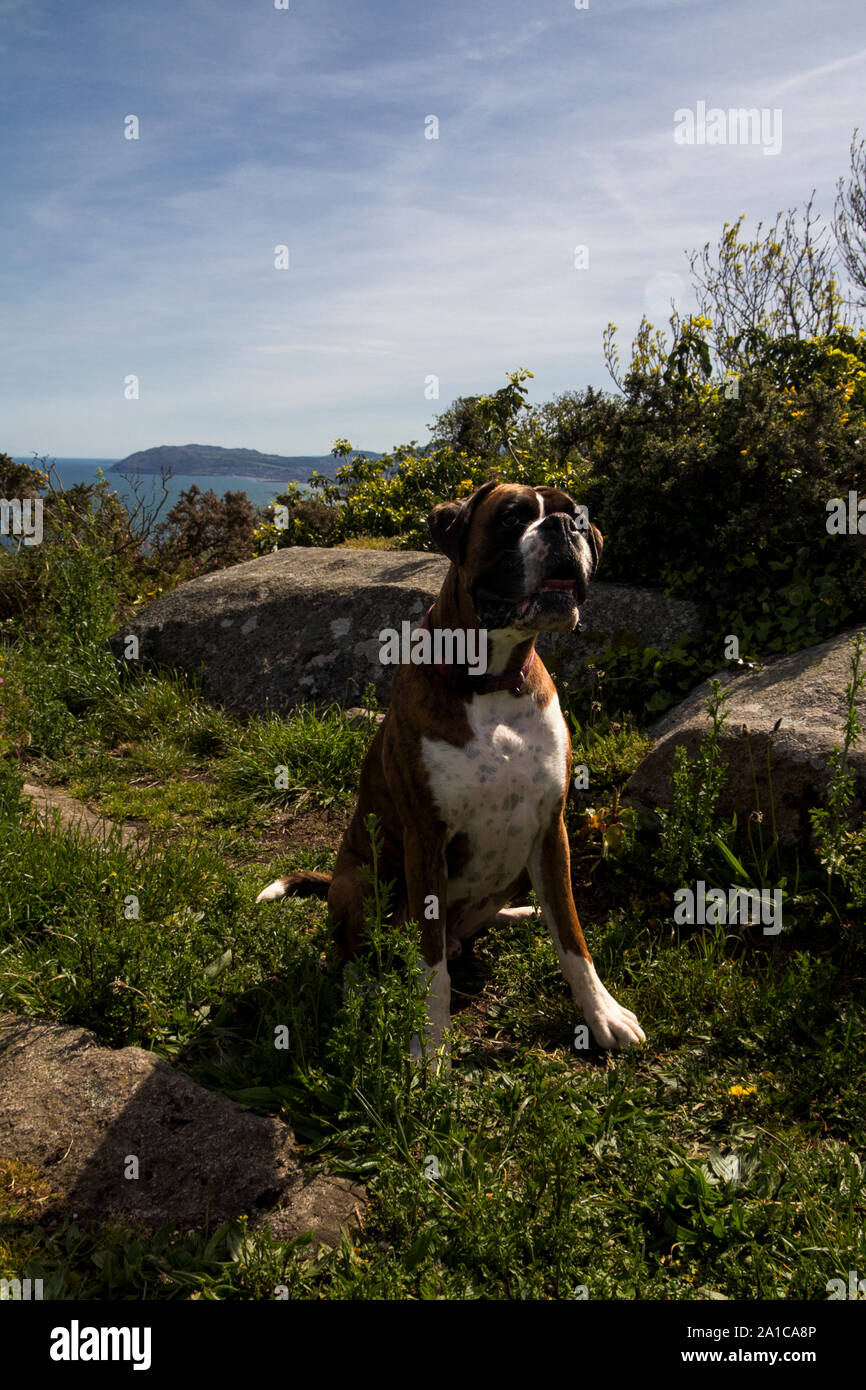 Boxer cane in posa di fronte a una macchina fotografica nel parco Foto Stock