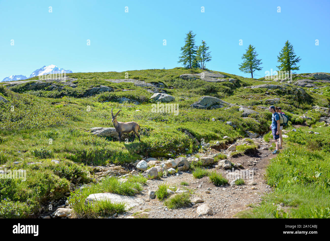 Chamonix-Mont-Blanc, Francia - 30 Luglio 2019: Escursionisti ammirando Alpine Ibex nelle Alpi francesi. Capre di montagna. Persone e animali selvatici. Paesaggio alpino d'estate. Foto Stock