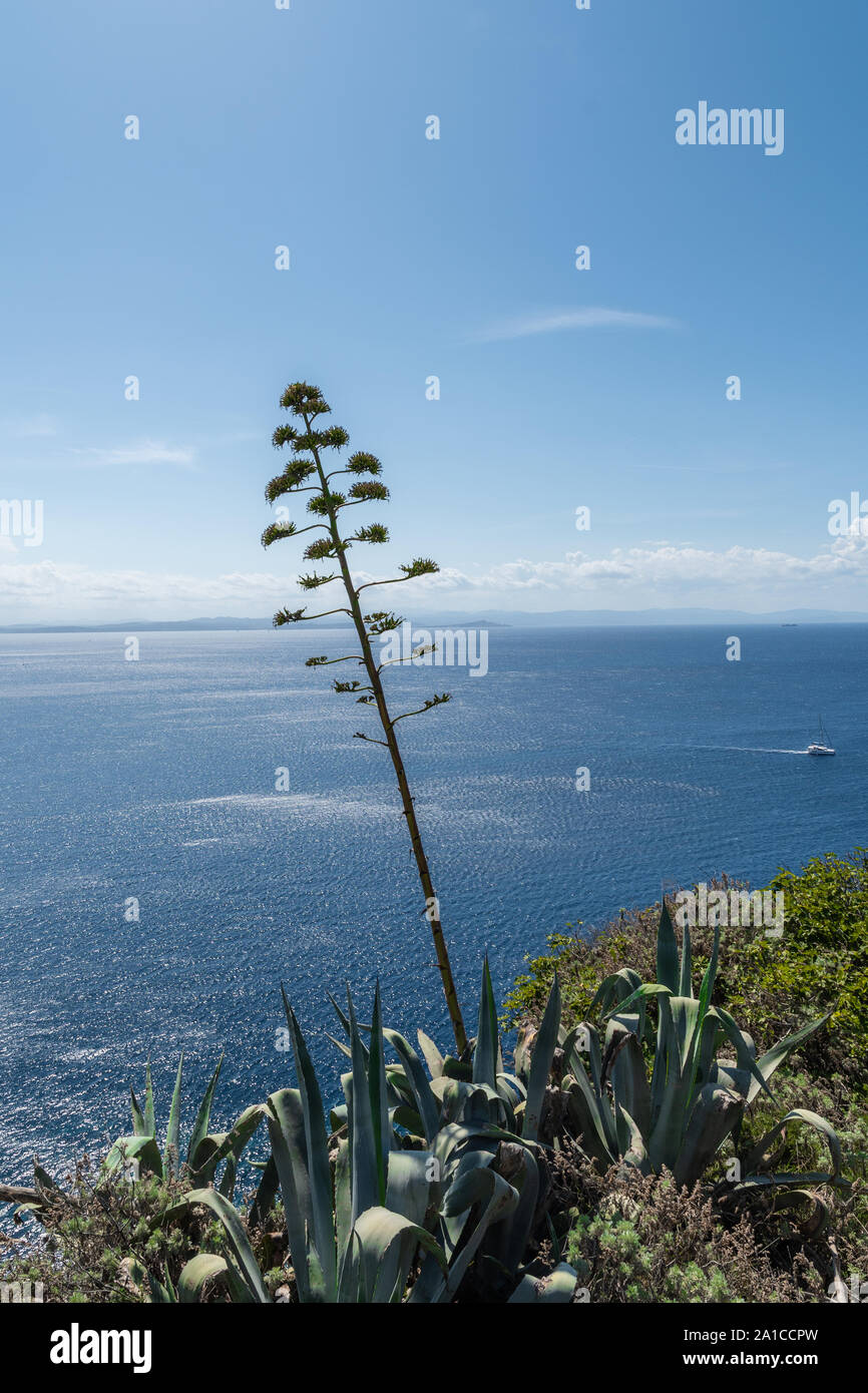 Fiore di agave close-up sul cielo e mare sullo sfondo. Fiorisce una volta ogni 25 anni Foto Stock