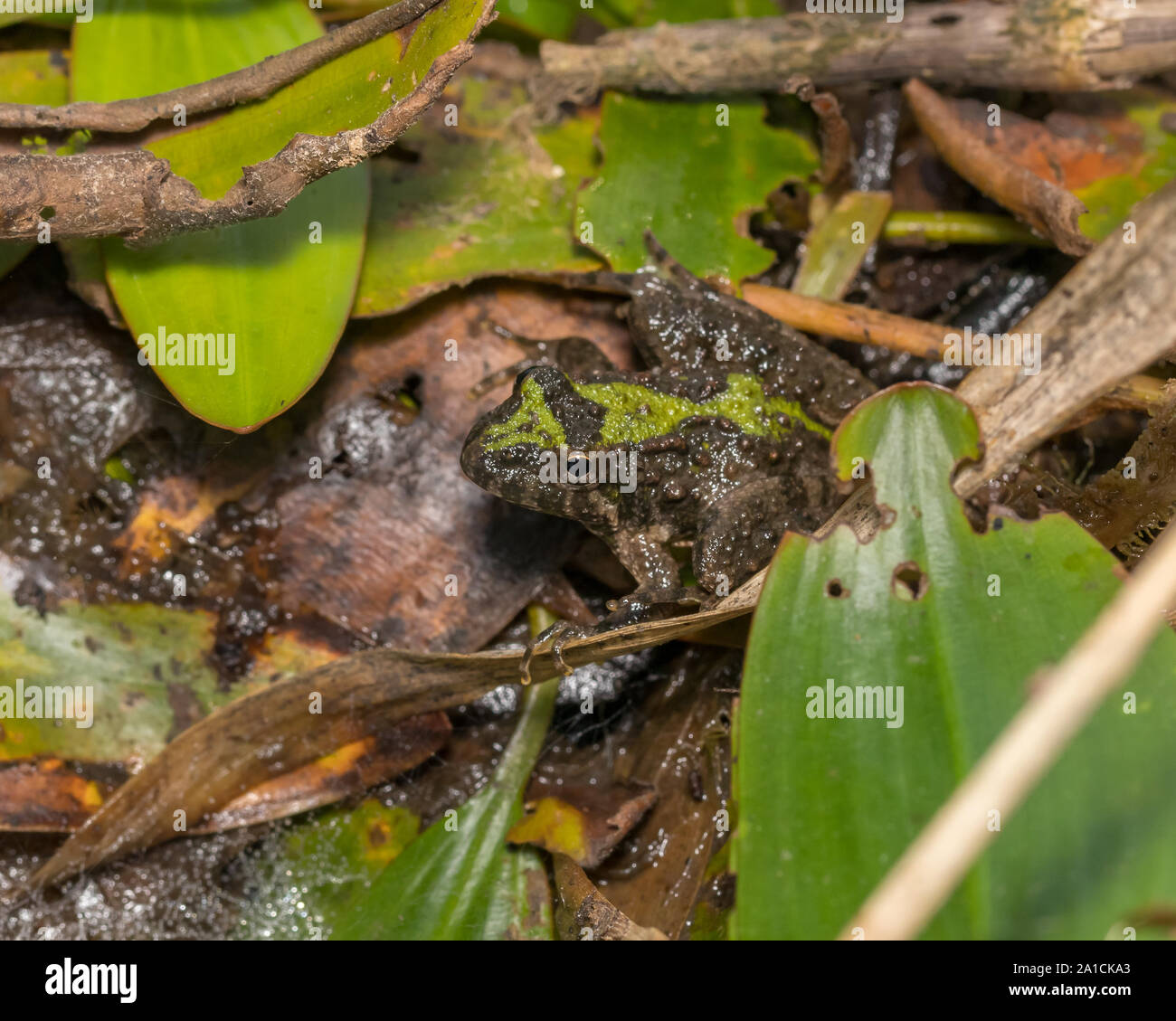 Blanchard's cricket rana, raganella, specie nel suo ambiente naturale di vegetazione sulla linea di riva di un laghetto. Foto Stock