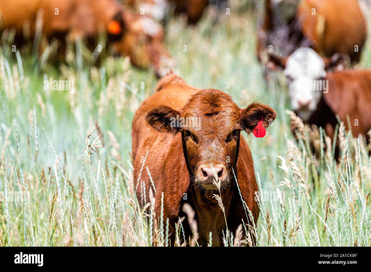 Flaming Gorge National Park in estate in Utah con marrone pascolo vacca closeup sull'erba mandria vicino al ranch Foto Stock