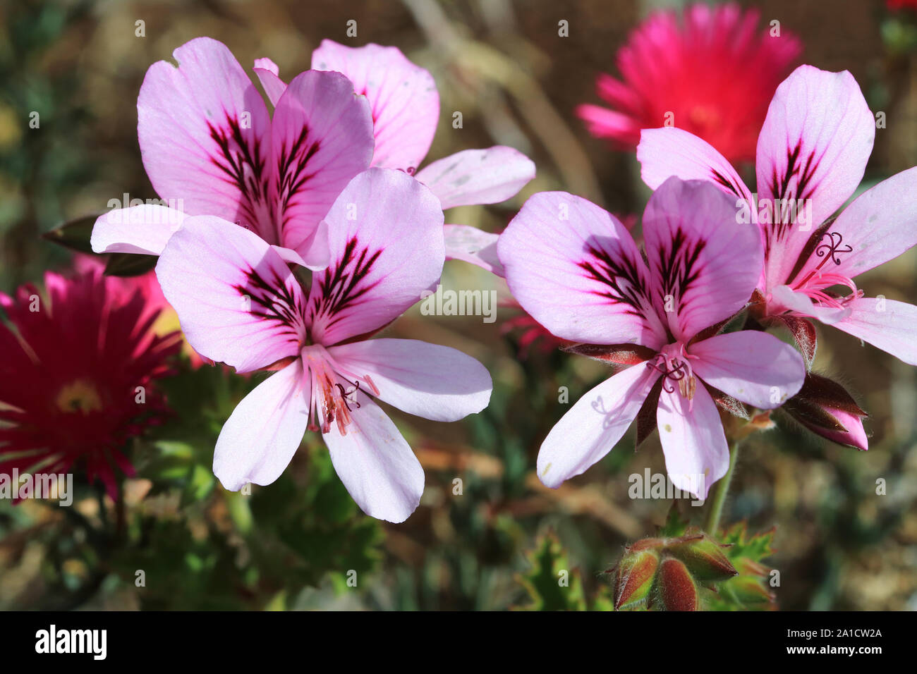 Blooming Citronella Geranio fiori Foto Stock Blooming Citronella Geranio fiori Foto Stock
