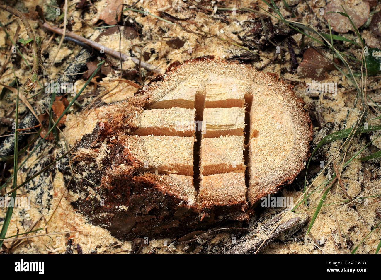 Taglio fresco eucalipto gunni o noti come il sidro di mele Gum eucalipto Foto Stock