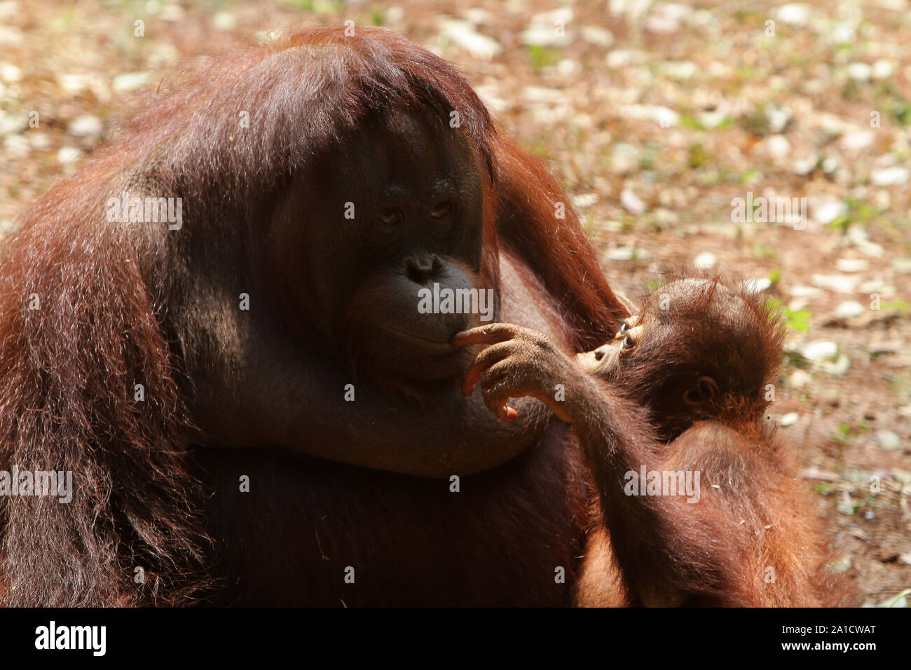 Tempo di qualità Foto Stock