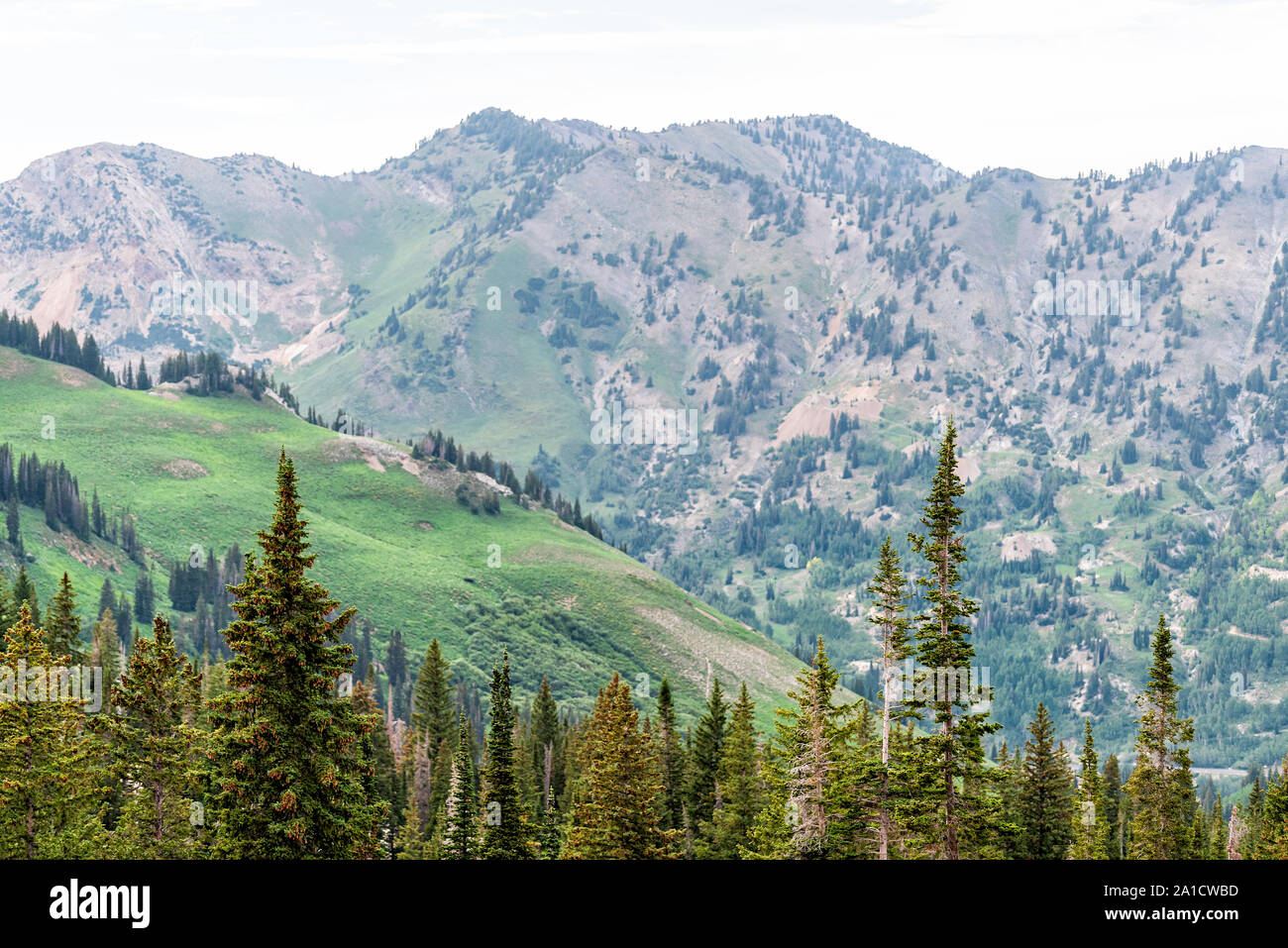 Albion bacino, Utah vista di alberi di pino sul sentiero estivo nel 2019 in montagne Wasatch con Rocky Mountain verde Foto Stock