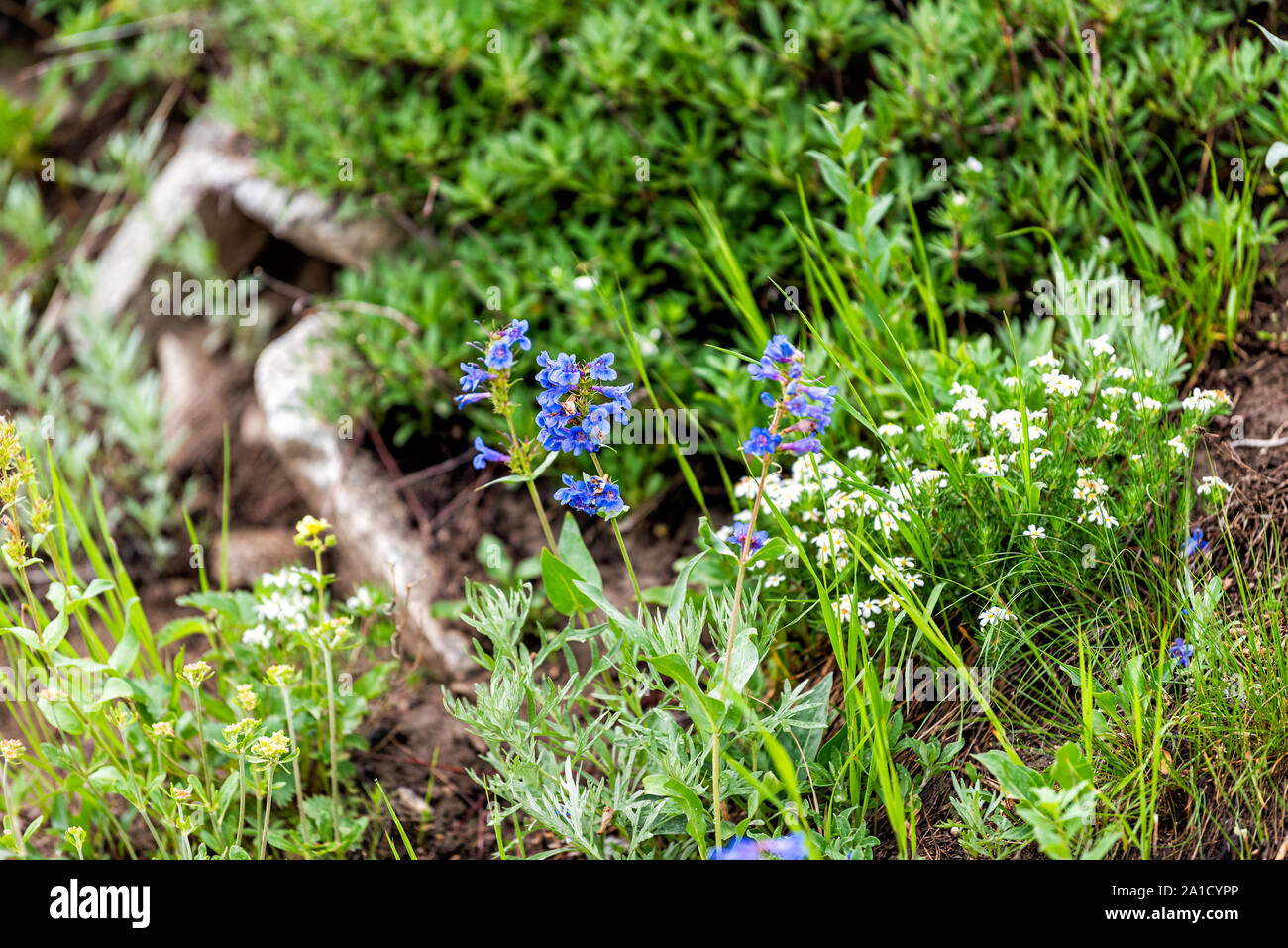 Albion bacino, Utah estate con blu Beardtongue Wasatch Penstemon cyananthus fiori in montagne Wasatch sul prato Foto Stock