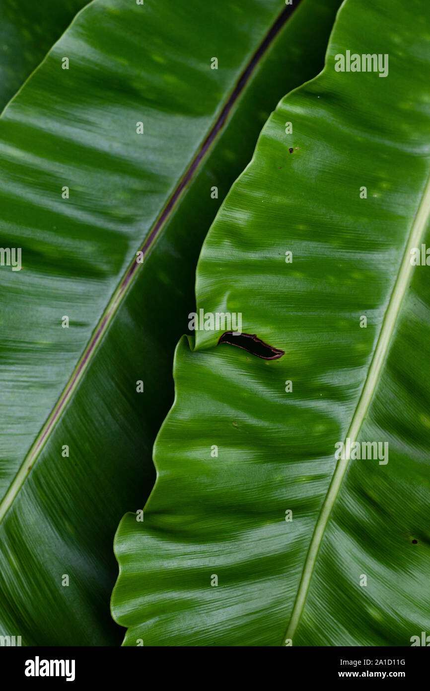 Bird's Nest foglie di felce close up texture Foto Stock