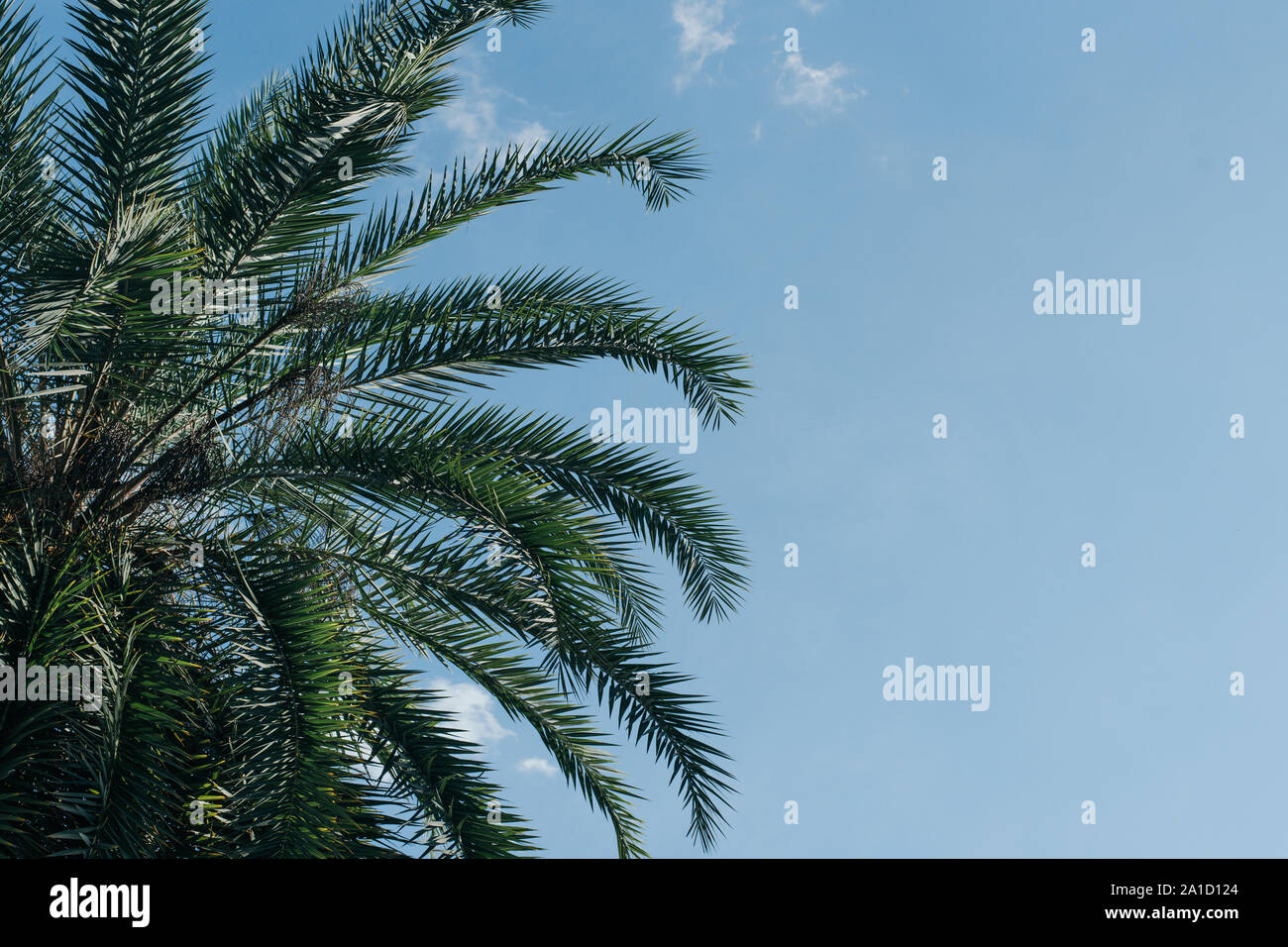 Foglie di palma tropicali in sole giornata cielo blu Foto Stock