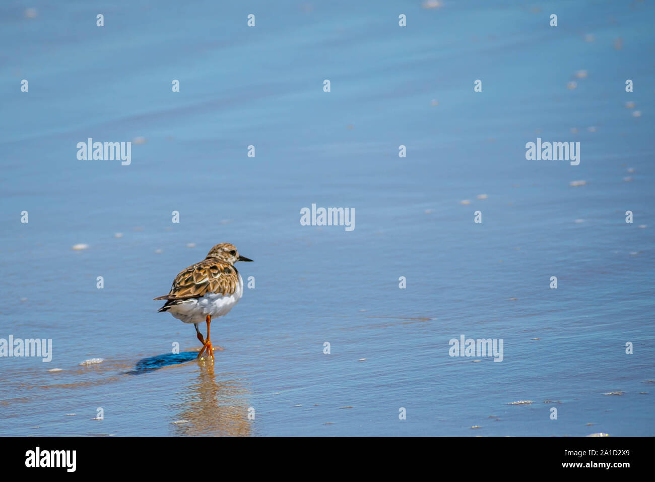 Un Rudy Turnstone di uccelli nel Padre Island NS, Texas Foto Stock