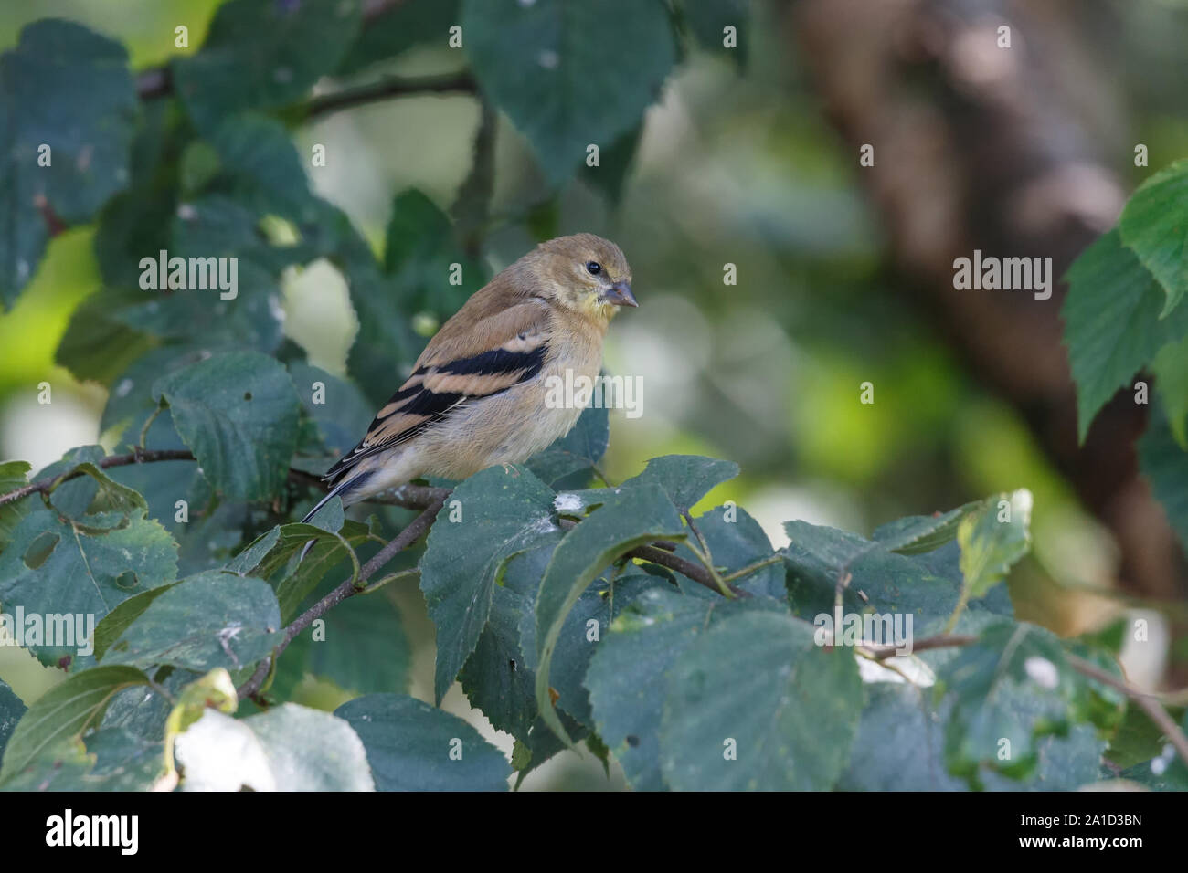 Pine lucherino bird a Vancouver BC Canada Foto Stock