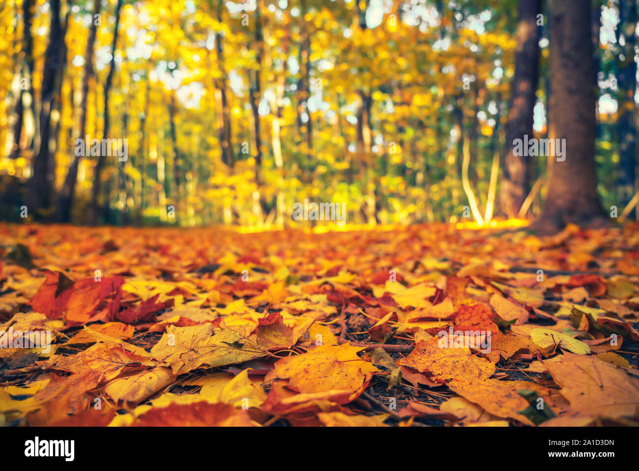 Close up di luminoso fogliame in autunno park Foto Stock