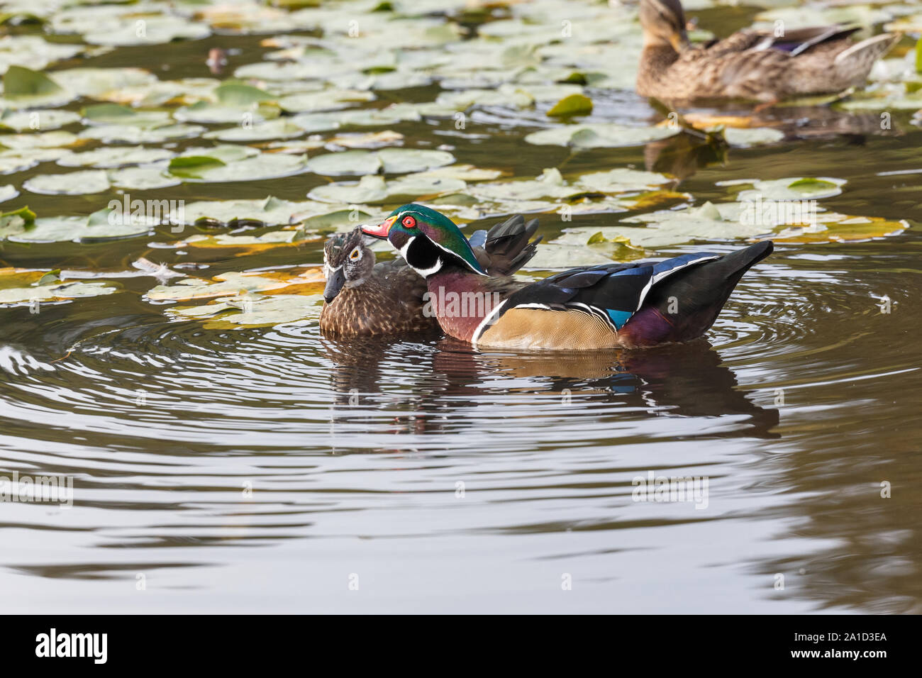 Maschi di anatra di legno a Vancouver BC Canada Foto Stock