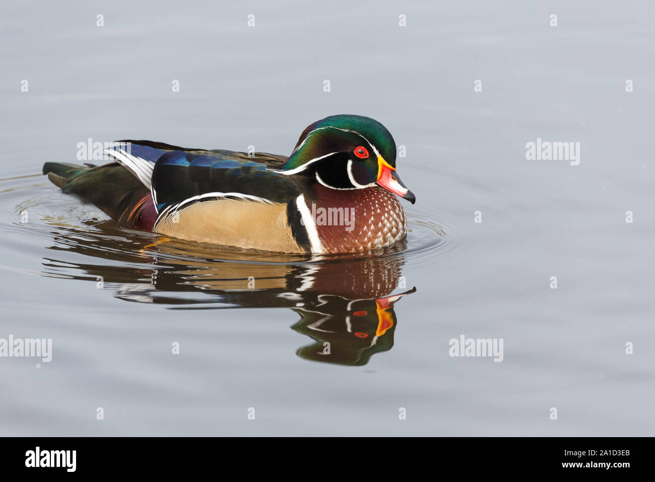 Maschi di anatra di legno a Vancouver BC Canada Foto Stock