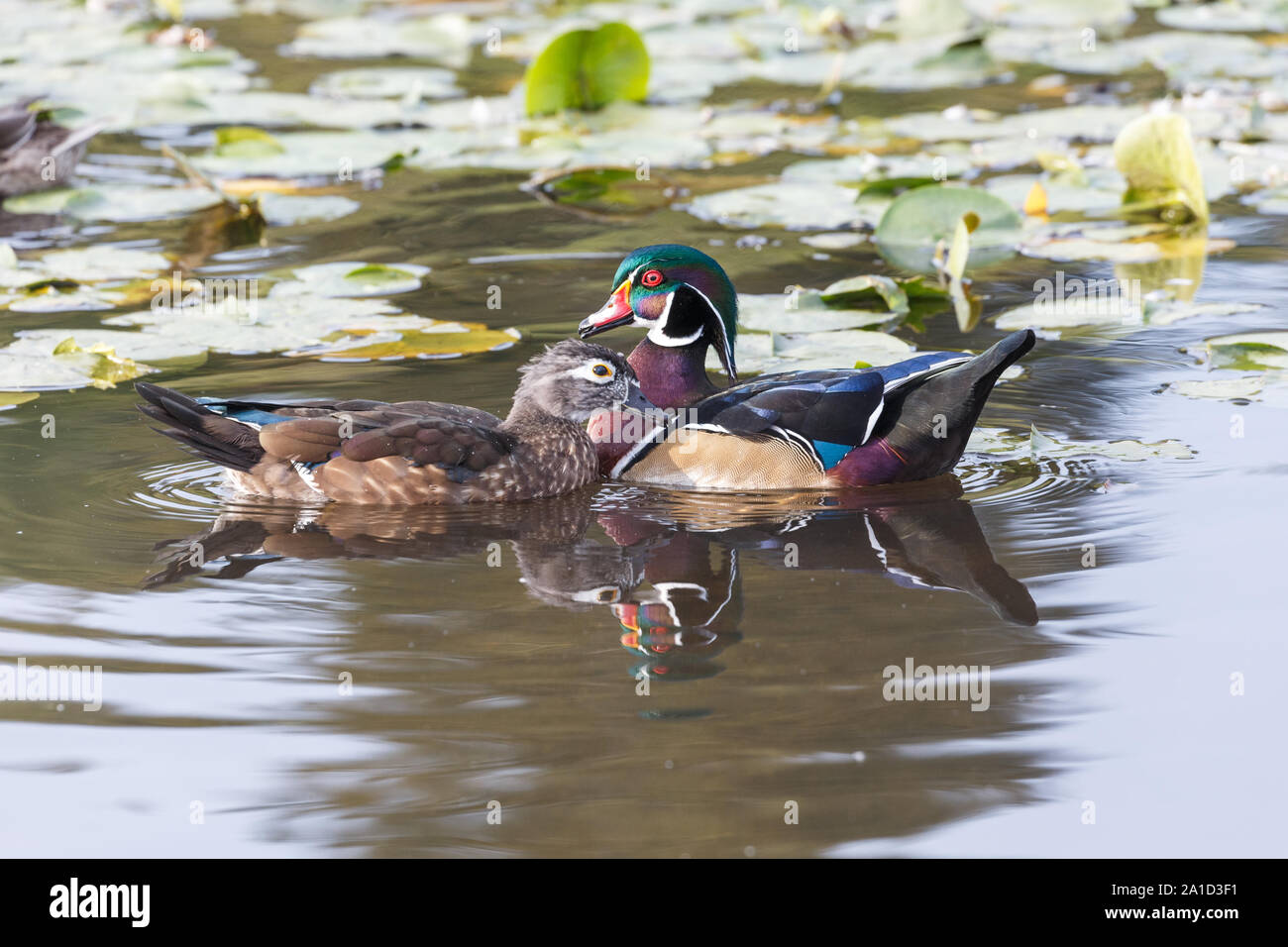 Maschi di anatra di legno a Vancouver BC Canada Foto Stock