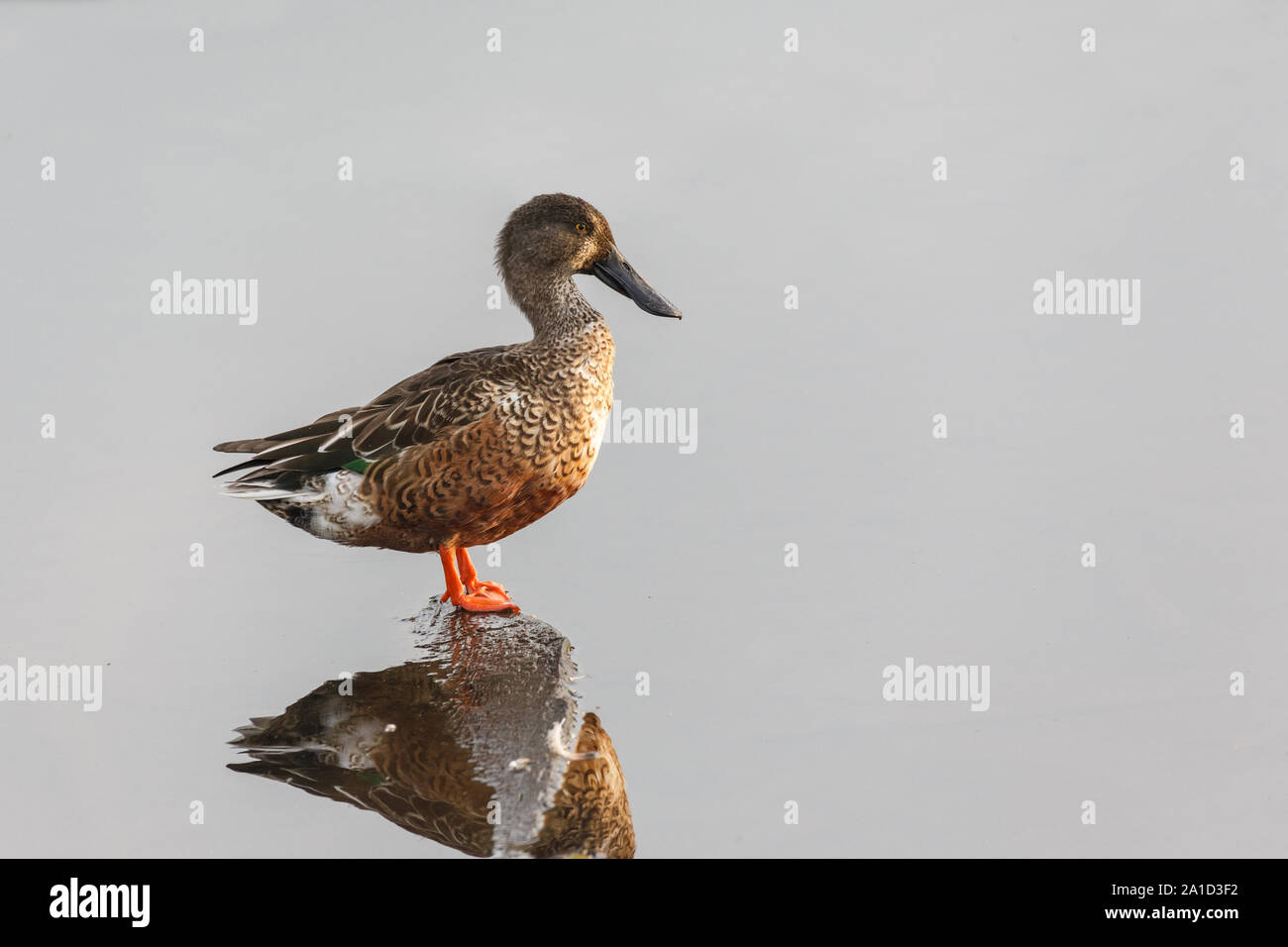 Northern mestolone duck a Vancouver BC Canada Foto Stock