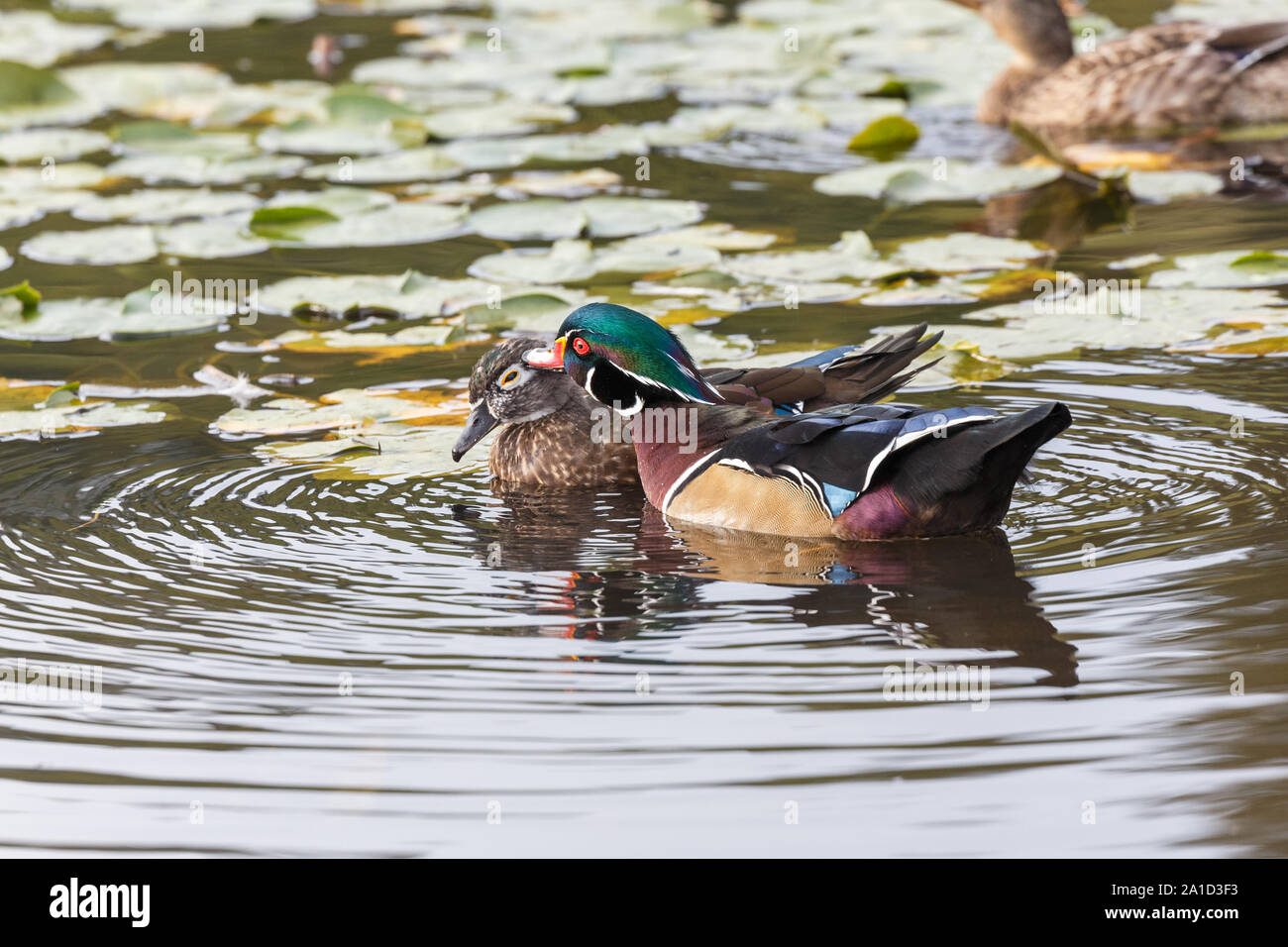 Maschi di anatra di legno a Vancouver BC Canada Foto Stock
