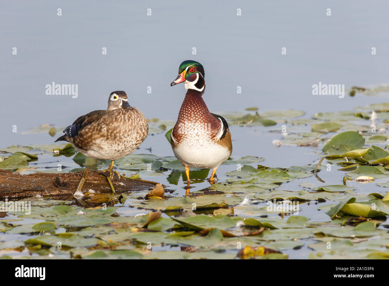 Maschi di anatra di legno a Vancouver BC Canada Foto Stock