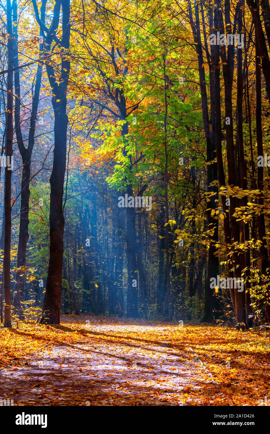 Sunny autunno nelle nebbiose park Foto Stock