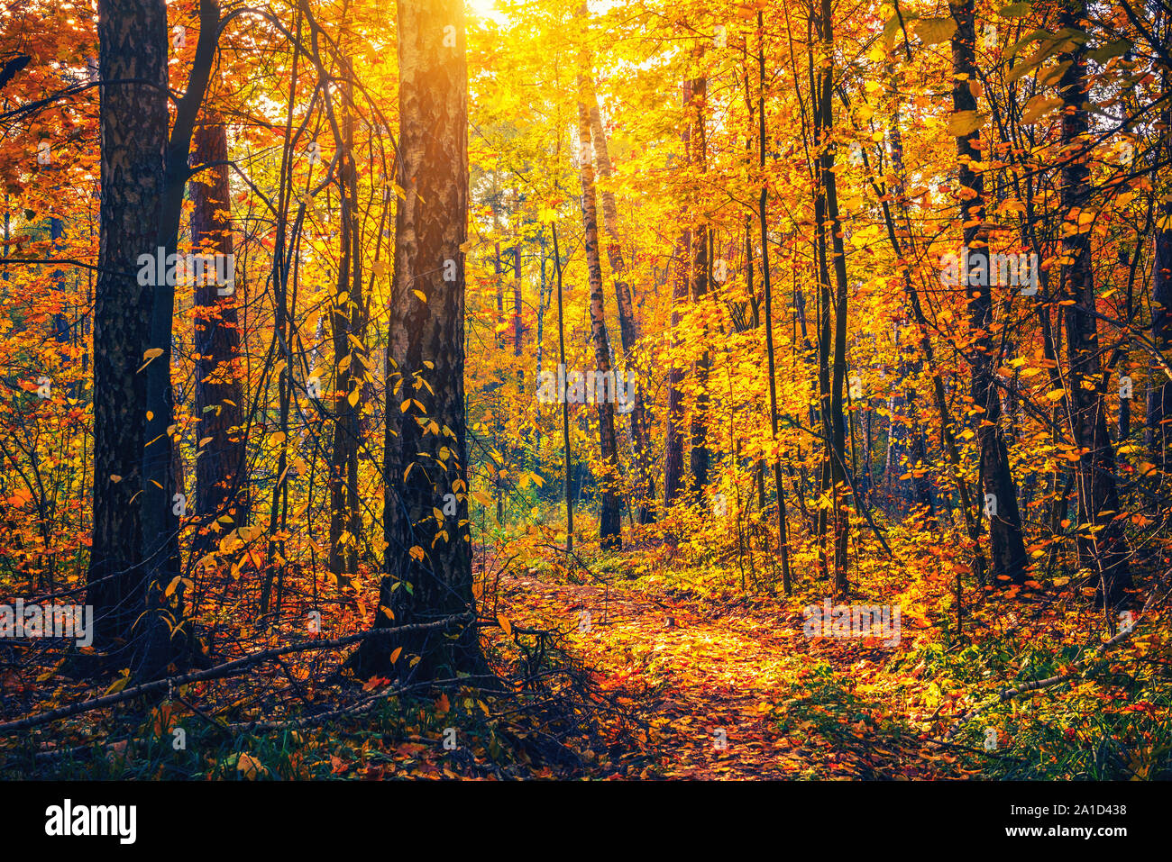 Alberi luminosi nella soleggiata foresta di autunno Foto Stock Alberi luminosi nella soleggiata foresta di autunno Foto Stock