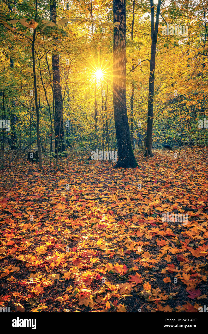 Luminose autunno park al tramonto Foto Stock