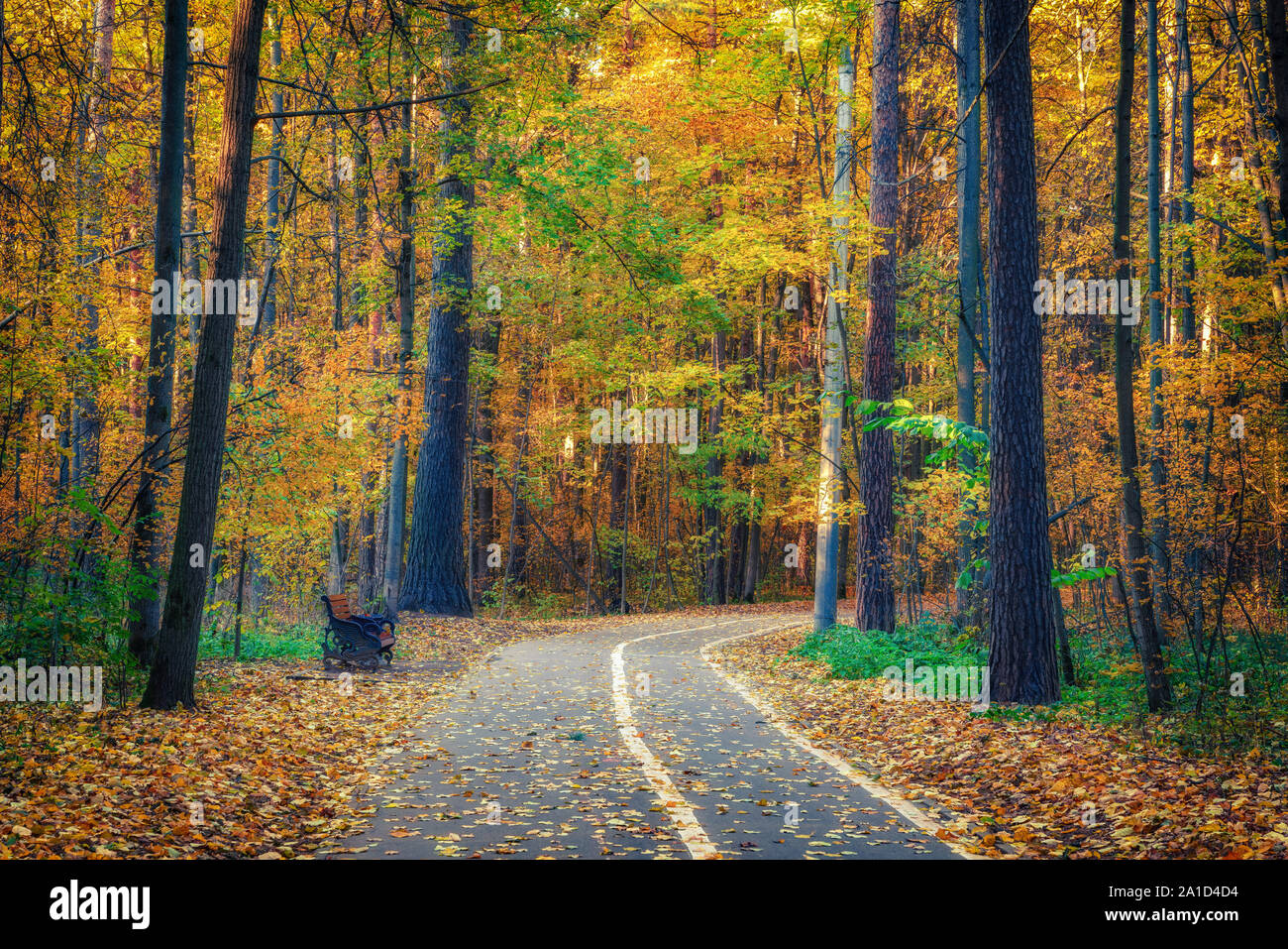 Sentiero nella foresta di autunno Foto Stock