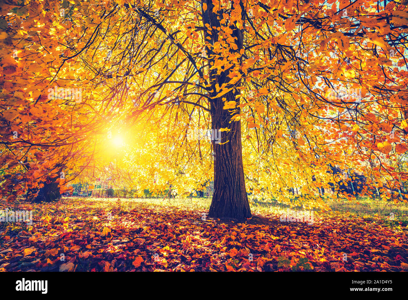 Albero luminoso nella soleggiata autunno park Foto Stock Albero luminoso nella soleggiata autunno park Foto Stock