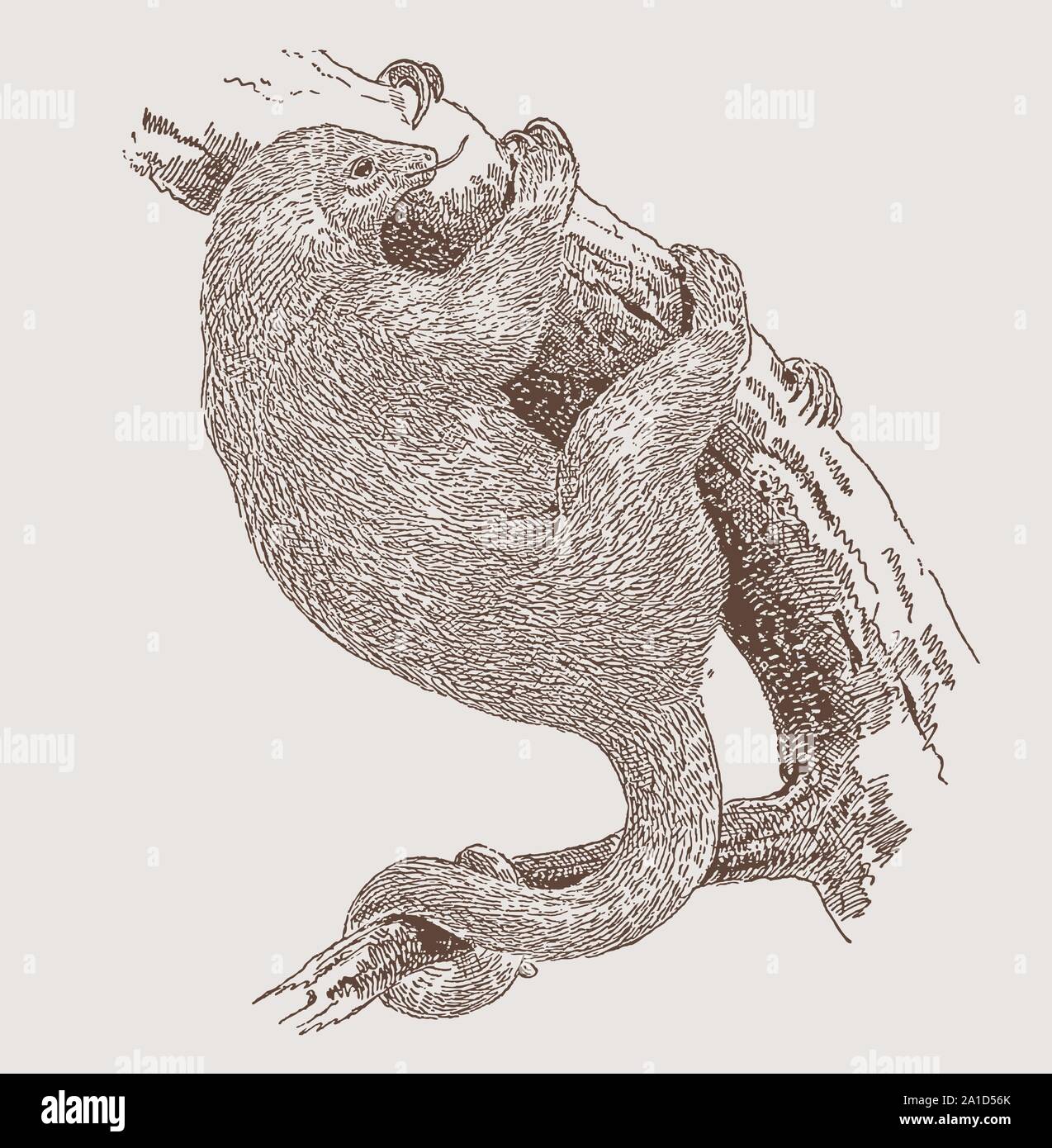 Silky anteater (ciclopi didactylus) aggrappato a un ramo. Illustrazione dopo una incisione del XIX secolo Illustrazione Vettoriale