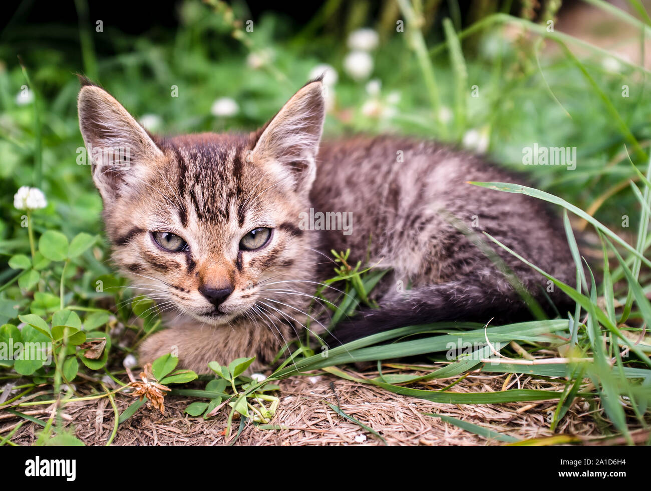 Molto grave tabby kitten assomiglia ad una lince con grandi orecchie seduto nell'erba. Foto Stock