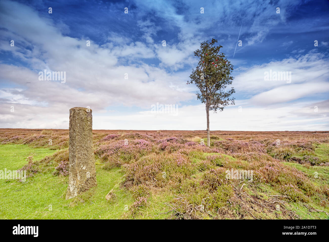 Rowan tree e post sulla North York Moors Foto Stock