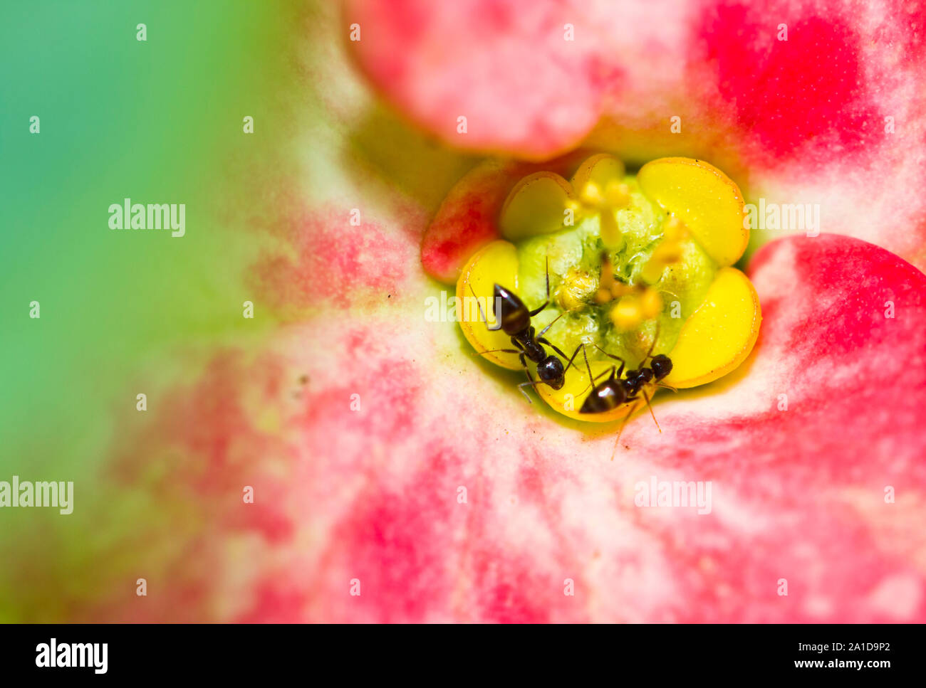 Due formiche sul Euphorbia elegans petalo di fiore illuminato con flash Foto Stock