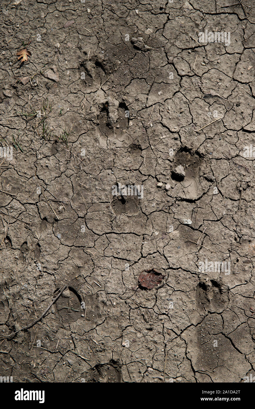 Varie tracce di cervi nel fango secco. Colpo verticale. Foto Stock