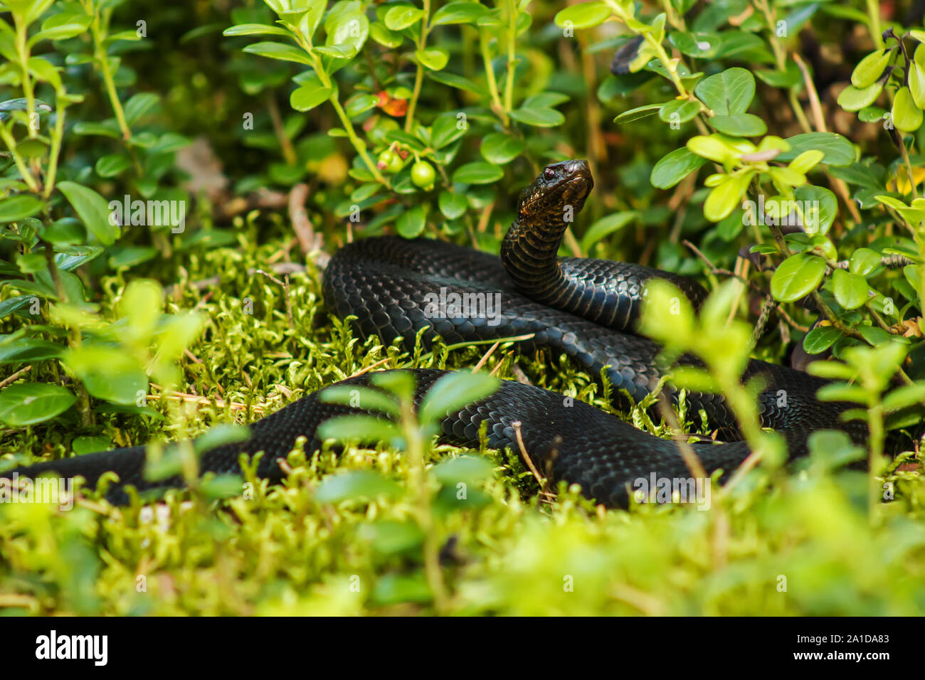 Black viper snake crogiolarsi al sole in erba Foto Stock