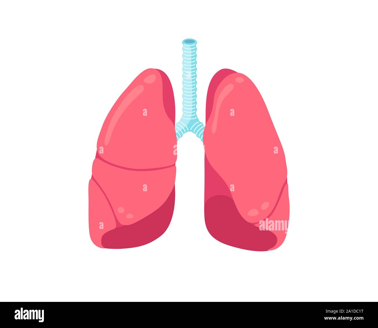 Polmoni icona piatta. Respiratorio umano sano sistema organo interno. Sanità medicina respiratoria anatomia illustrazione vettoriale Illustrazione Vettoriale