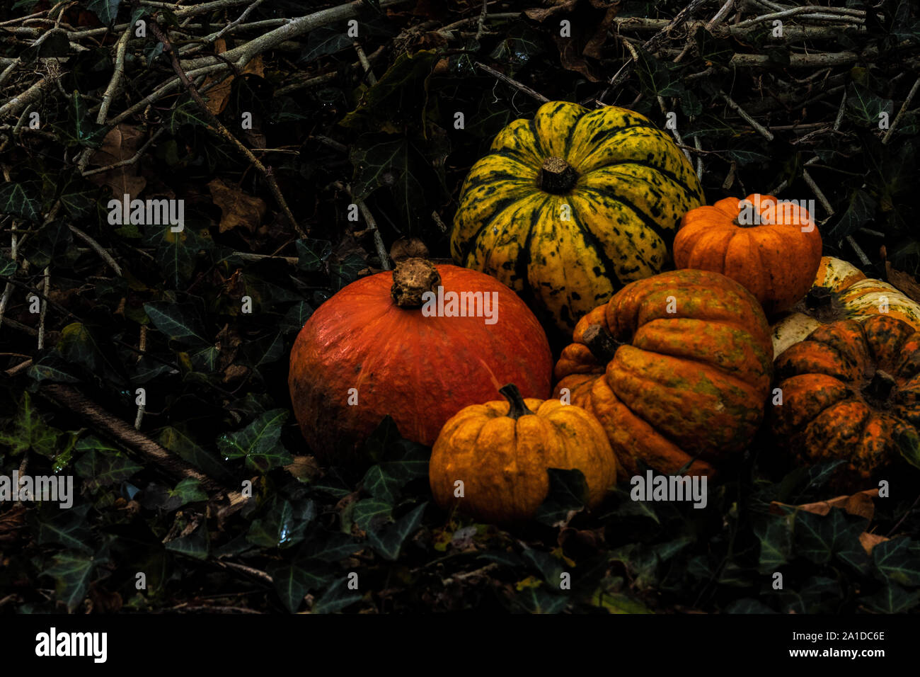 Zucca di Halloween display Foto Stock
