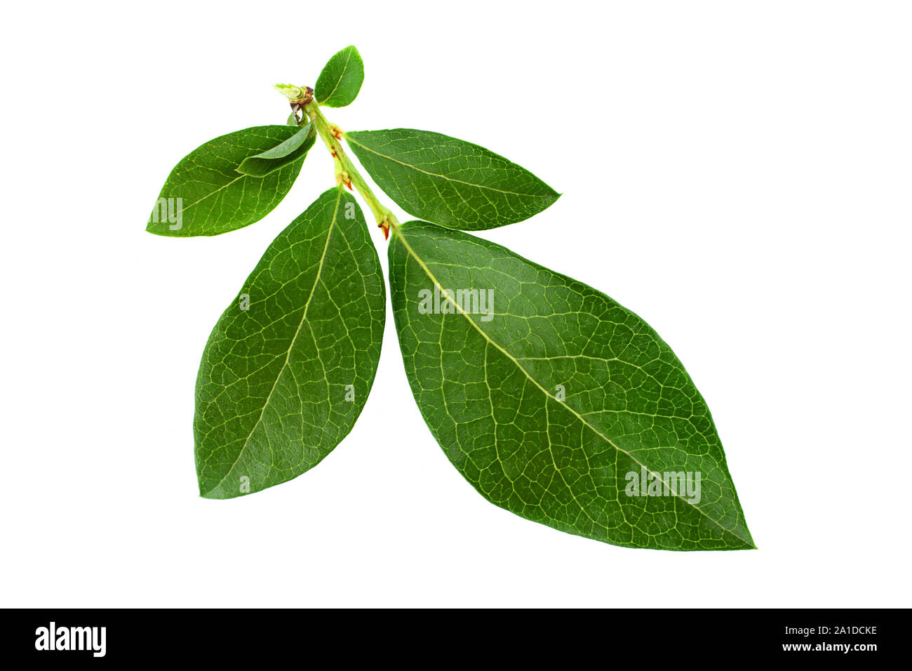 Mirtillo frutta leaf closeup isolato su sfondo bianco Foto Stock