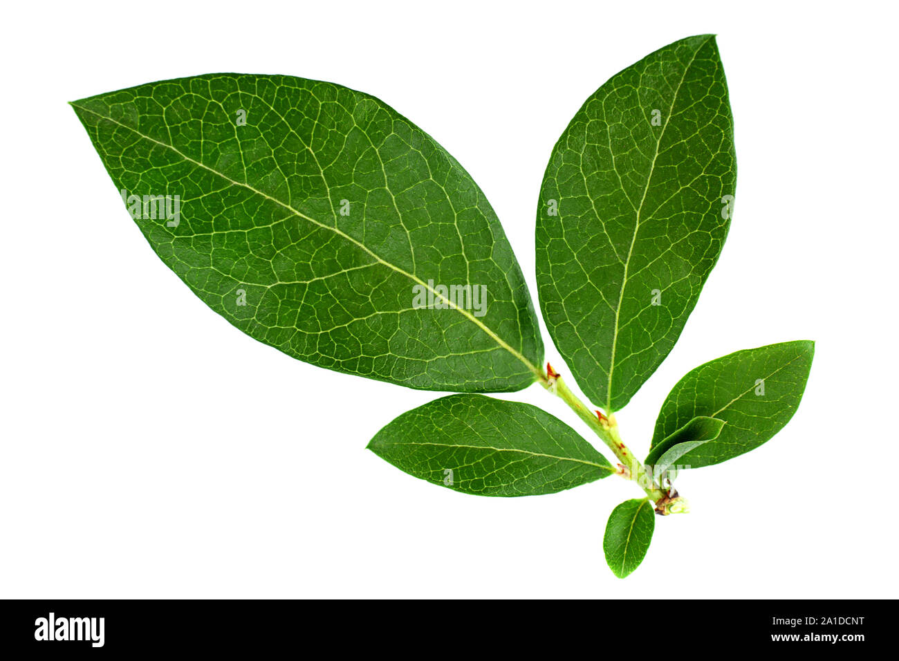 Mirtillo frutta leaf closeup isolato su sfondo bianco Foto Stock