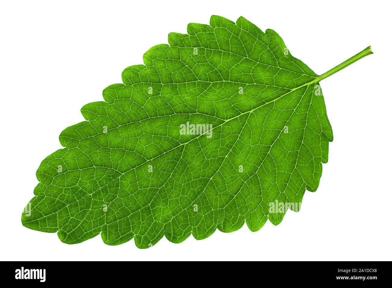 Il limone-balm leaf closeup isolati su sfondo bianco Foto Stock