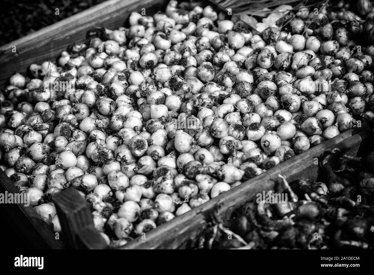 Bulbi di piante, dettaglio delle piante, semi di tulipani Olandesi Foto Stock