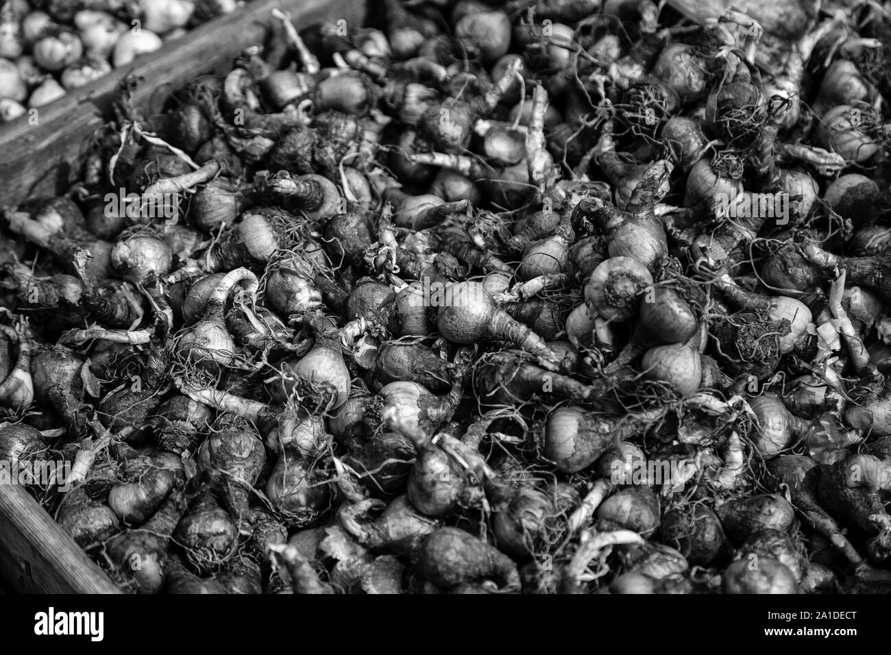 Bulbi di piante, dettaglio delle piante, semi di tulipani Olandesi Foto Stock