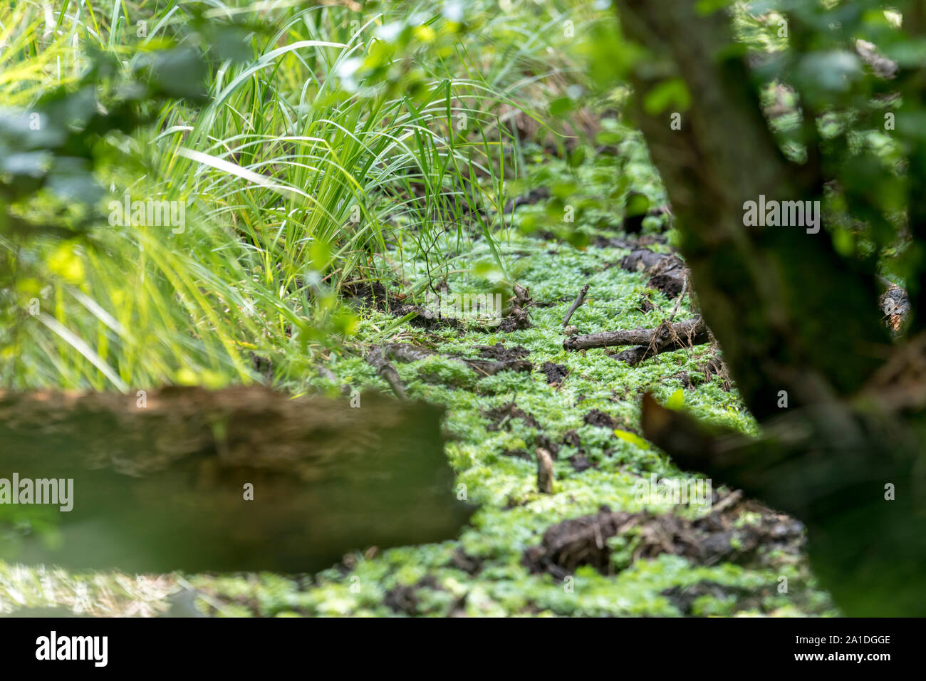 Il tedesco bog paesaggio forestale con la felce, erba e alberi decidui in estate come sfondo Foto Stock